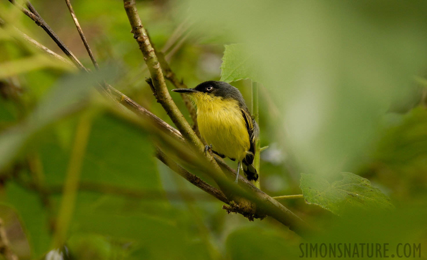 Todirostrum cinereum [400 mm, 1/125 Sek. bei f / 5.6, ISO 250]